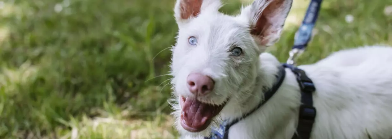 White dog Pickle lies on the grass while wearing a Blue Cross harness and lead