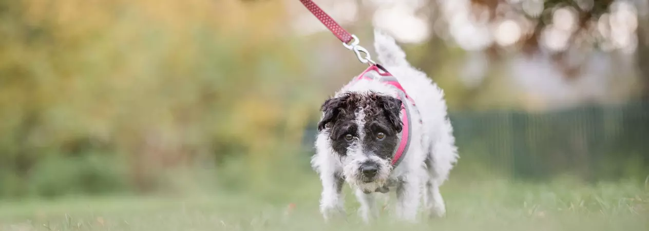 Jack russell cross fox terrier walking in the park on a pink lead.