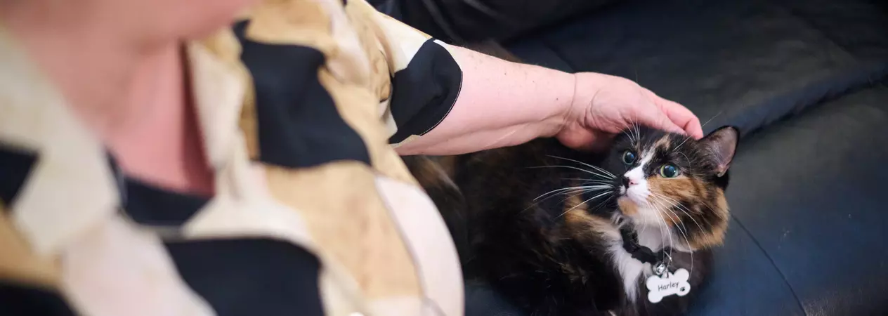 Tortoiseshell cat Harley lies on a dark leather sofa being stroked by her owner