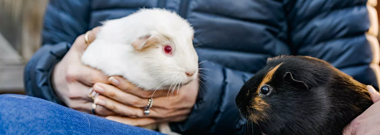 Two guinea pigs sit facing each other on the lap of their rehomer