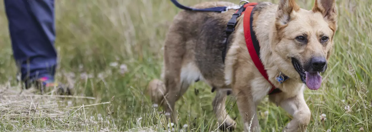 A German shepherd dog out for a walk, wearing a red harness.