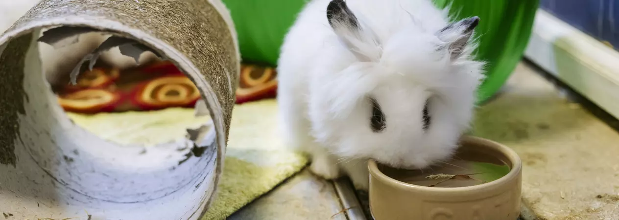 A fluffy white angora cross rabbit with black eyes drinks from a bowl of water