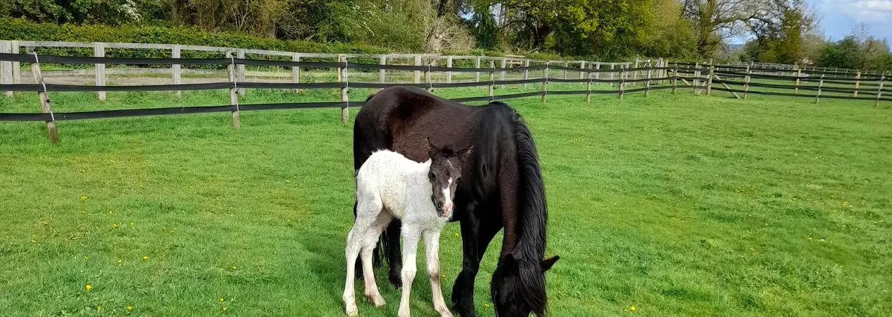A black mare and her white and black foal graze in a grassy paddock