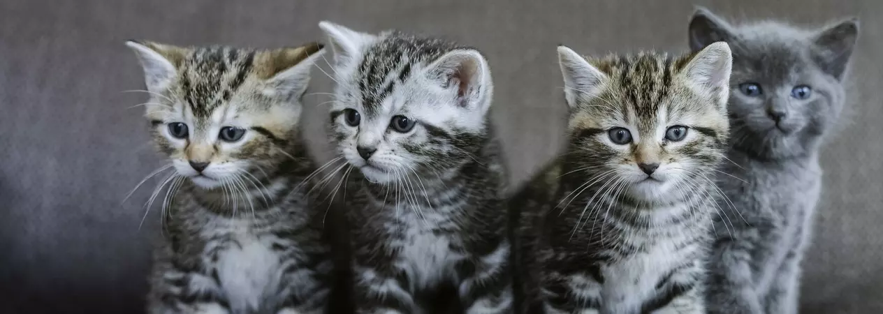 Three tabby kittens and one grey kitten sit on a grey sofa
