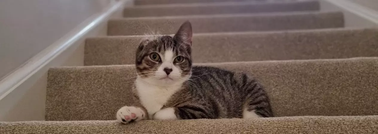 Cat Honey relaxing on stairs covered in a beige carpet 