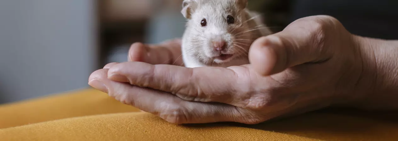 A sandy coloured hamster sits in the palms of his owner's cupped hands