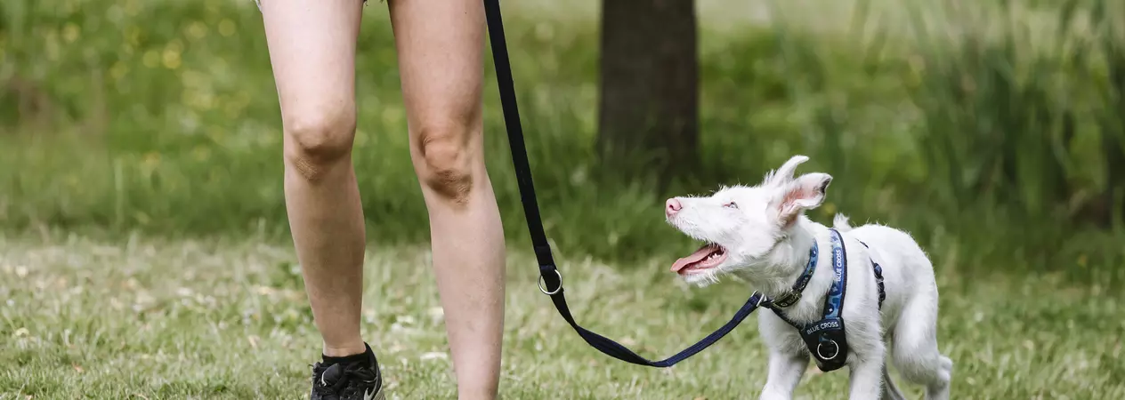 A white puppy on a lead, walking in the park.