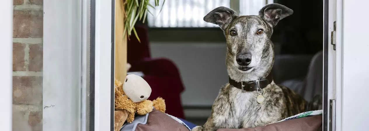 Brindle greyhound with a paw on a purple cushion looks out of an open door into the garden