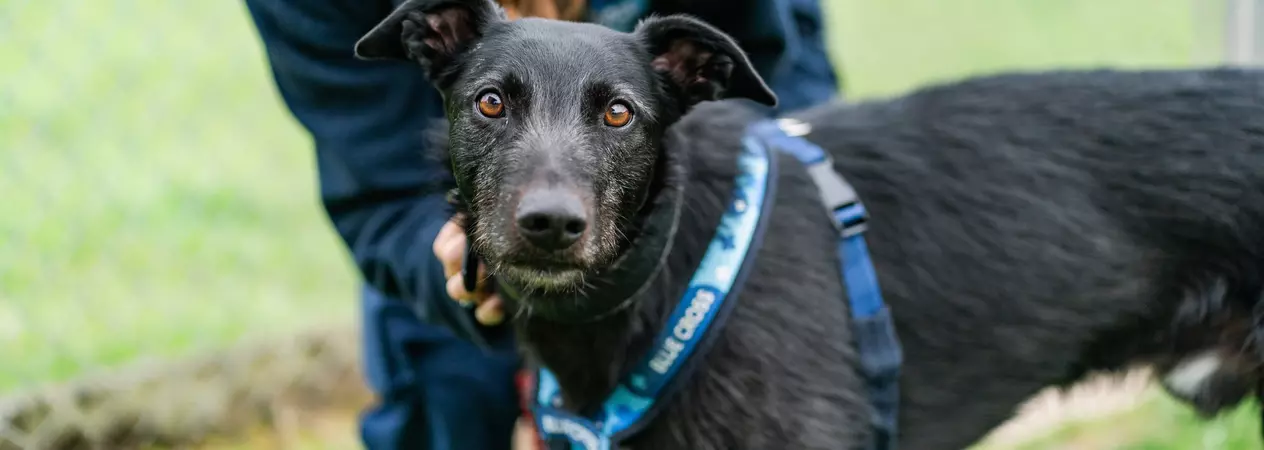 Black lurcher Bruce wearing a Blue Cross branded harness outside with a member of the team