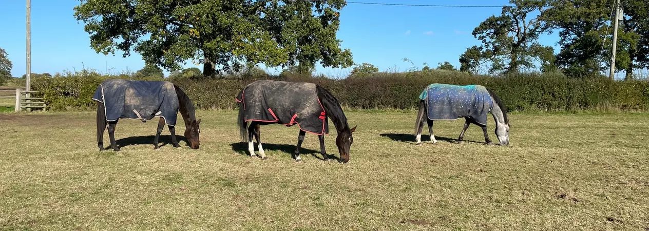 Three horses wearing rugs grazing field. The left horse is brown with blue coat, the middle horse is brown with a black coat and the right horse is grey with a blue coat.