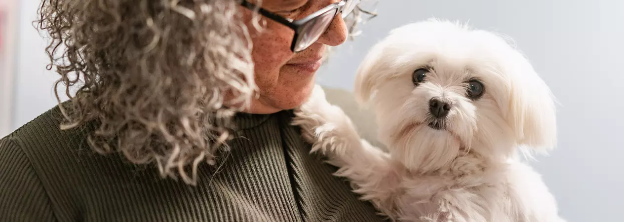 A small white fluffy Maltese dog called Midge being held by her owner