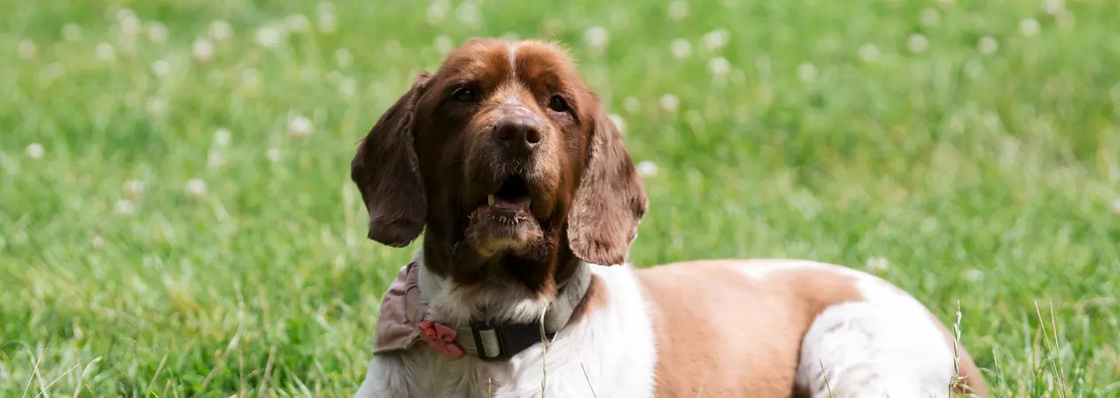 A springer spaniel called Willow lying clover filled in the grass on sunny day