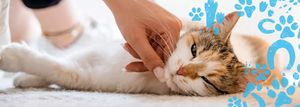 A white a tan cat lying on the floor while getting a chin rub. There are blue illustrations of paw prints and horse shoes on right hand side of the image.