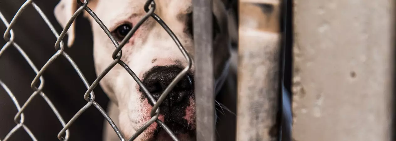 A white bull terrier dog standing behind bars in a a kennel