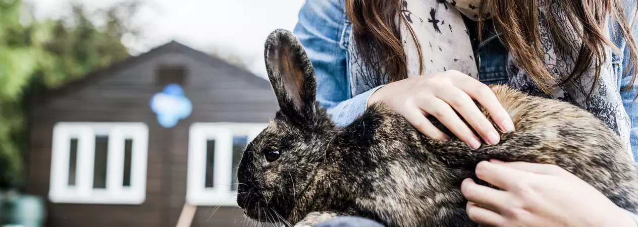 A black and tan point eared rabbit sitting on a ladies lap outdoors. In the background is a Blue Cross rehoming centre.