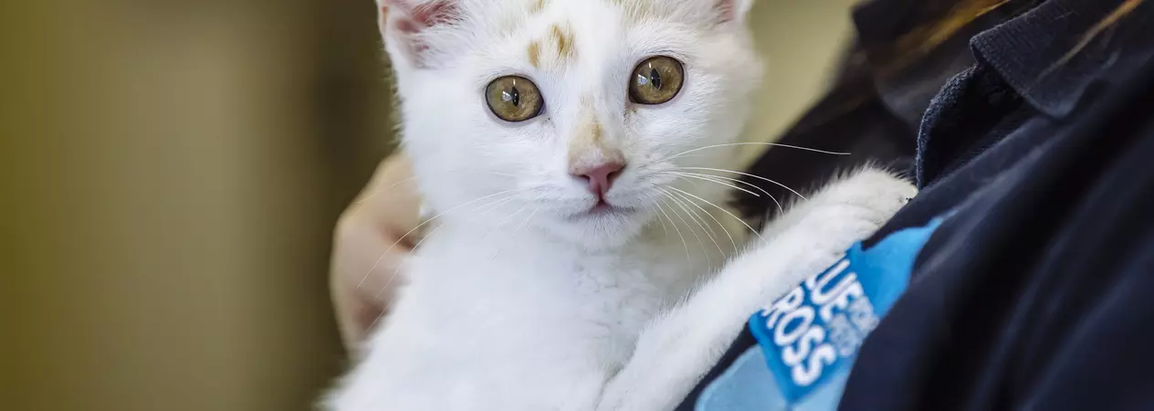 A white and tan kitten being held by a Blue Cross member of staff, wearing a blue fleece with a Blue Cross logo