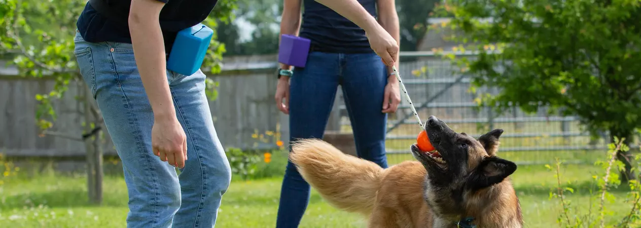 Dog training at Burford
