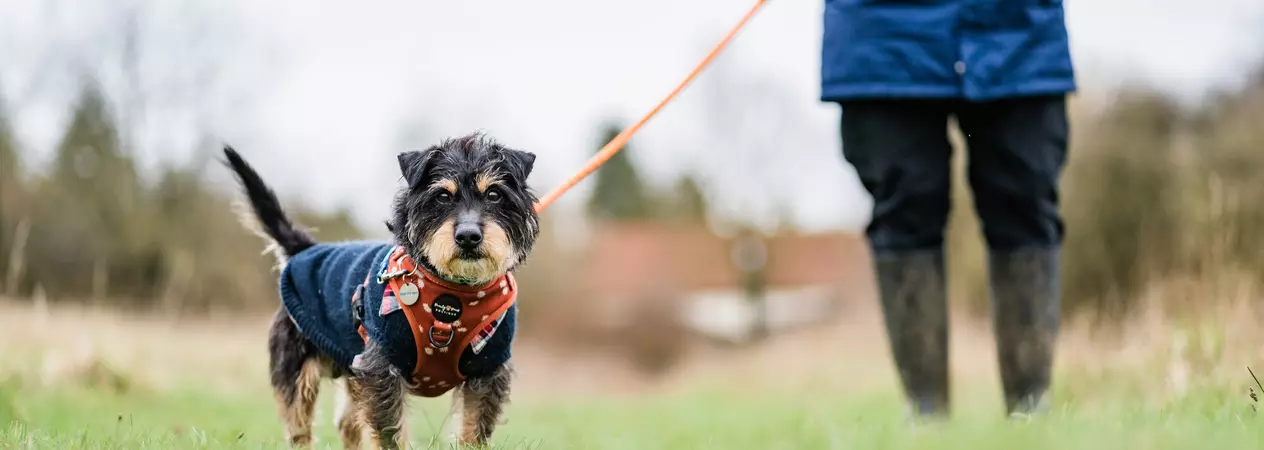 Black and tan dog Vinnie wearing a navy coat and orange collar on a lead walk on grass with team member in wellies and a navy waterproof coat
