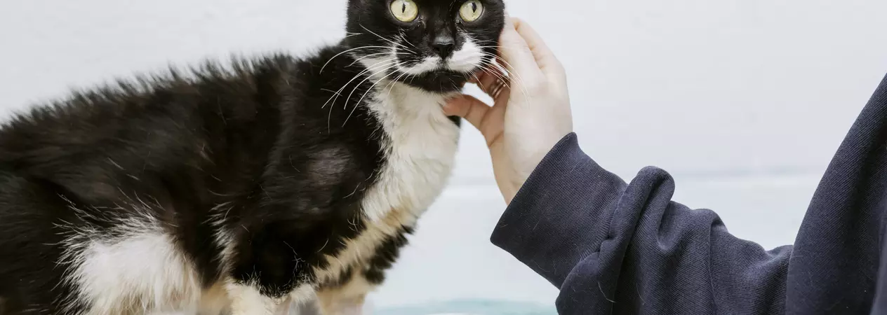 Black and white cat Finsbury standing next to two food bowls on top of a blue blanket enjoying a fuss from a team member with just an arm wearing navy jumper visible