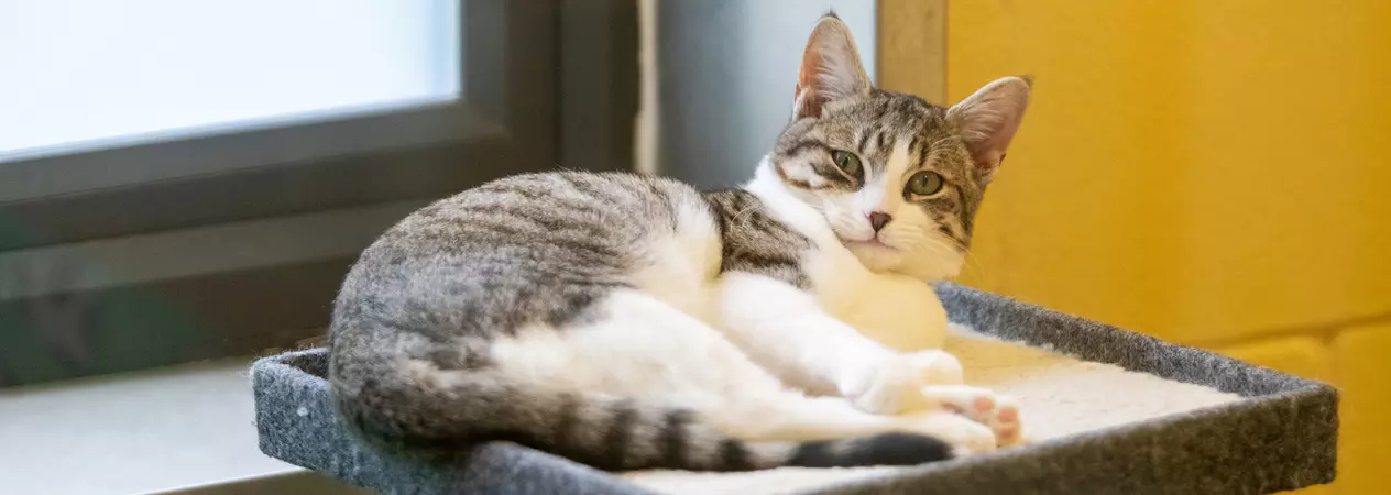 Grey and white tabby cat Cloud curled up on top of a cat tower with her head up, looking to camera