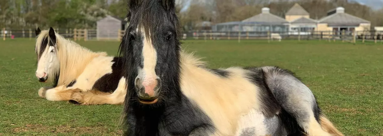 A relaxed black and white horse with feathered legs lying in a field, enjoying the sun