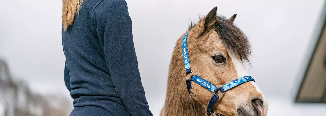 A Blue Cross groom stands next to a small brown pony. The pony is wearing a blue head collar. 