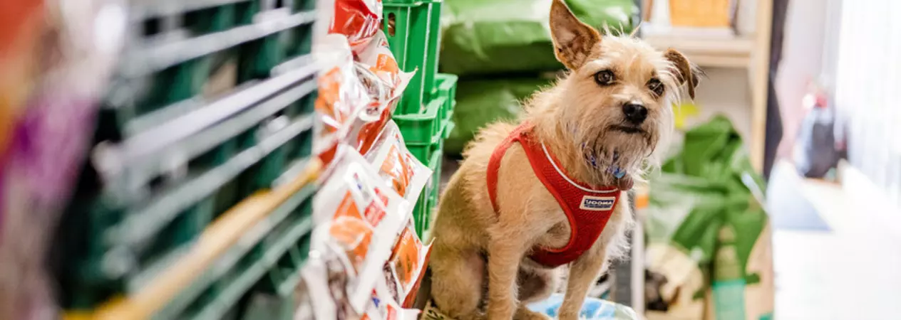 A small dog sits on a bag of pet food. They are wearing a red harness and looking at the camera.