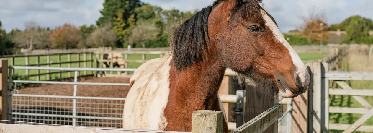 A skewbald horse looks over a fence.