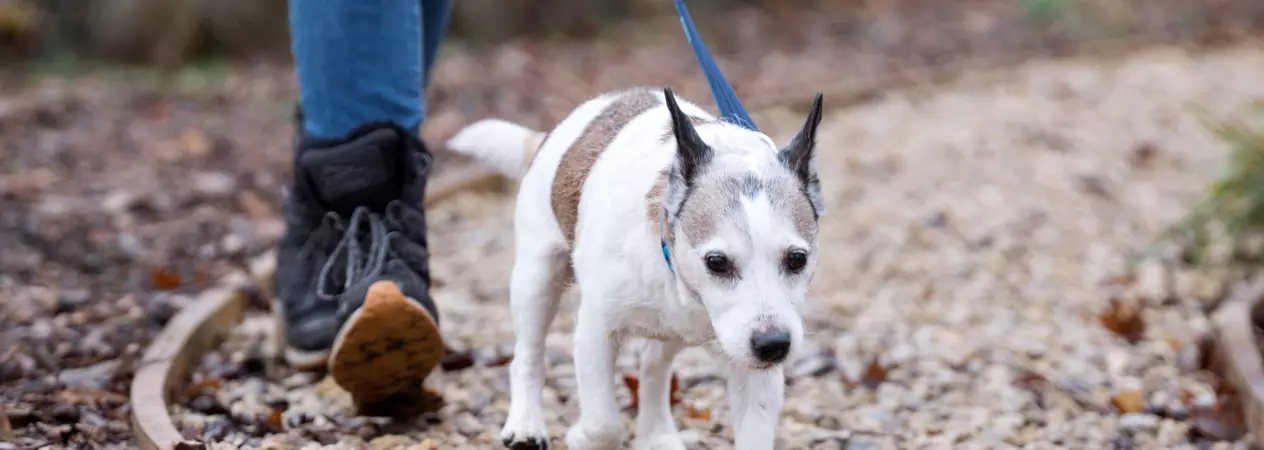 A white and brown Jack Russell dog walks along a gravel path with their handler. They are on a blue lead.