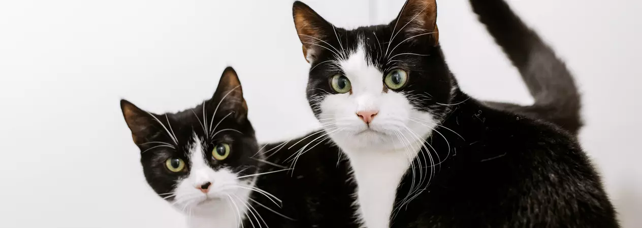 Two black and white cats called Harry and Bean sitting together looking into the camera. The pair are a father daughter duo.