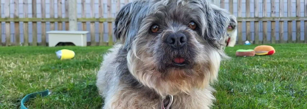 A grey Lhasa Apso called Jeremy lying in his garden with his toys