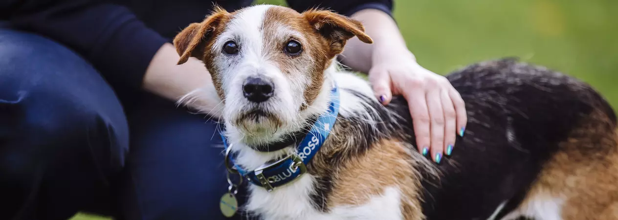 A white and ginger jack Russel called Chive wearing a Blue Cross harness, while standing in a field with a member of staff
