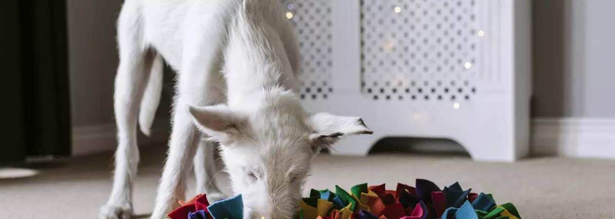 A white dog called pickle eating food from a rainbow coloured snuffle mat