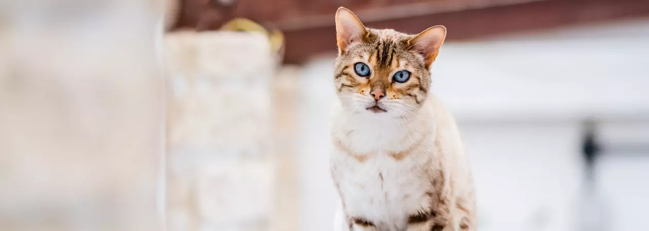 A Bengal cat sits in a purple cat bed. They are looking at the camera.