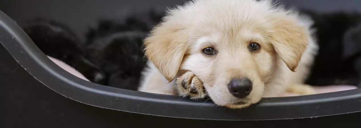 Golden puppy in a brown dog bed with black puppy siblings in the background