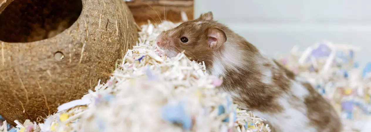 Hamster fawn on top of a thick pile of bedding