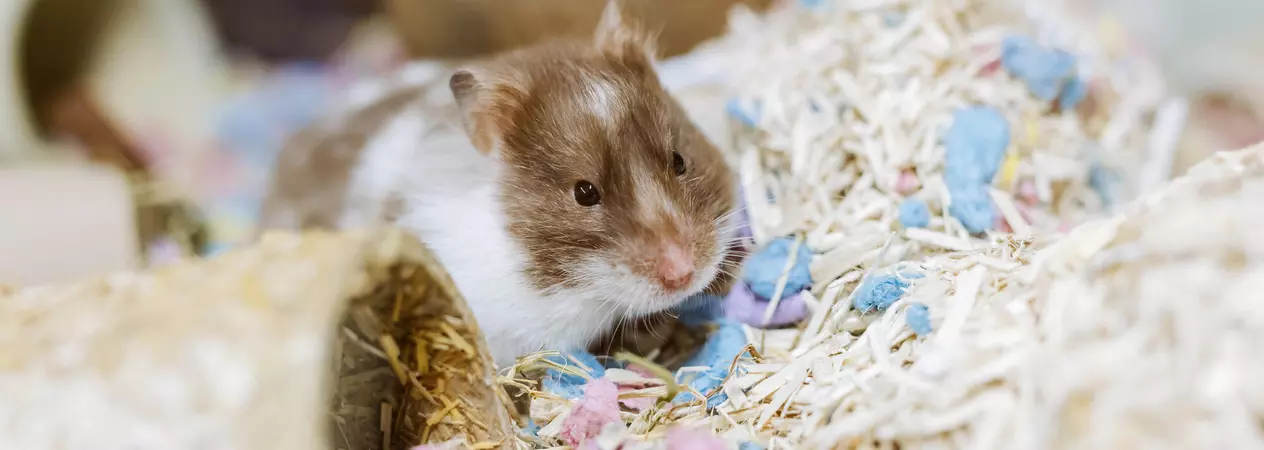 Hamster fawn burrowing in a thick pile of bedding