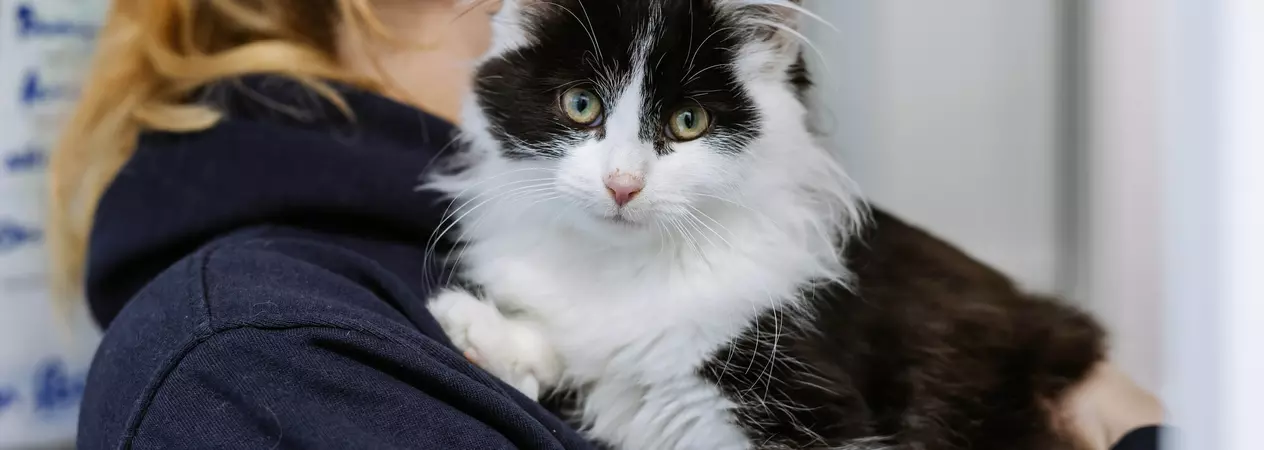 Black and white cat Bunnie