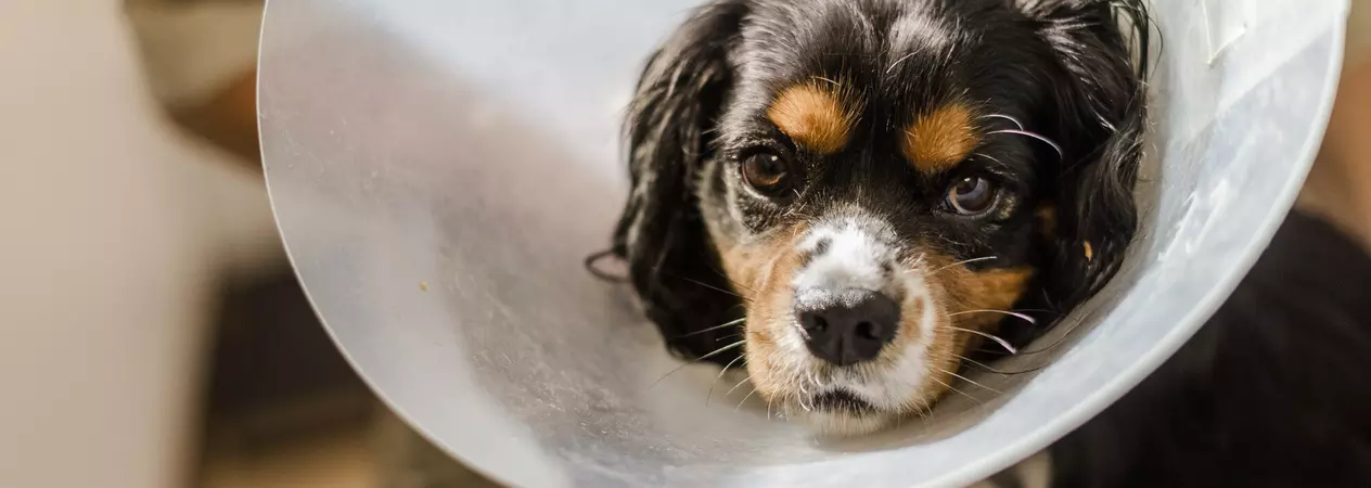 A black, brown and white dog wears a plastic vet cone. They are looking at the camera.