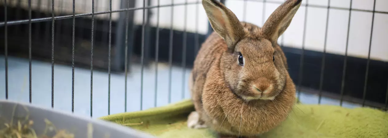 A fawn coloured rabbit with pointy ears called Jan, sitting in her large enclosure near her hay filled litter tray