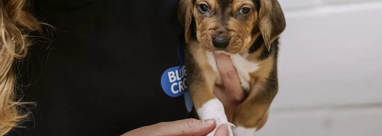 Tan, black and white puppy Bagel being held by Blue Cross staff member wearing navy sweatshirt