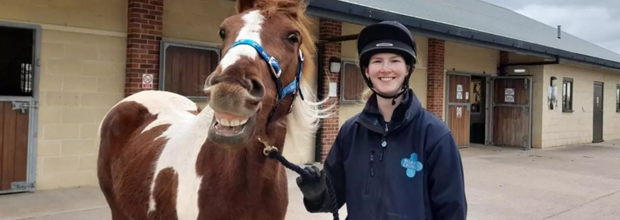 A brown and white coloured horse called Tommo pulling a funny face, while standing with his handler