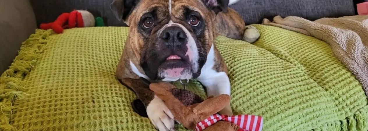 A brown and white bulldog called Mabel lying on a yellow blanket on a grey sofa. She's holding a soft toy reindeer in her paws and she looks very happy.