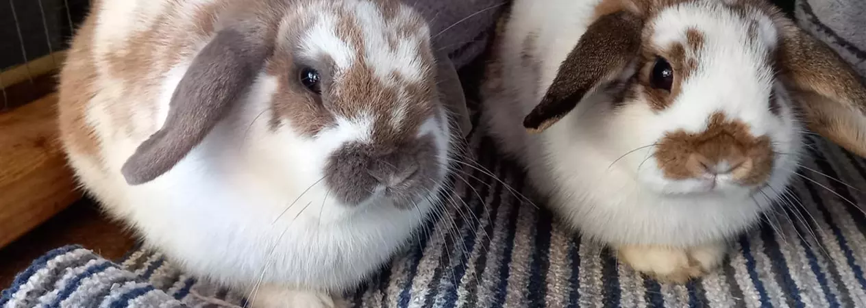 White and fawn rabbits Honey and Bee sat together on a striped rug