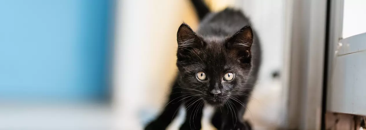 Black kitten playing in a Blue Cross centre. The kitten looks ready to pounce.