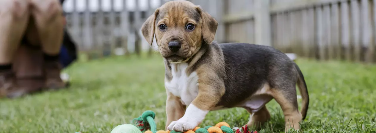 A brown puppy plays with a rope and ball toy in a garden. They are looking at the camera. In the background, a Blue Cross staff member crouches behind them.