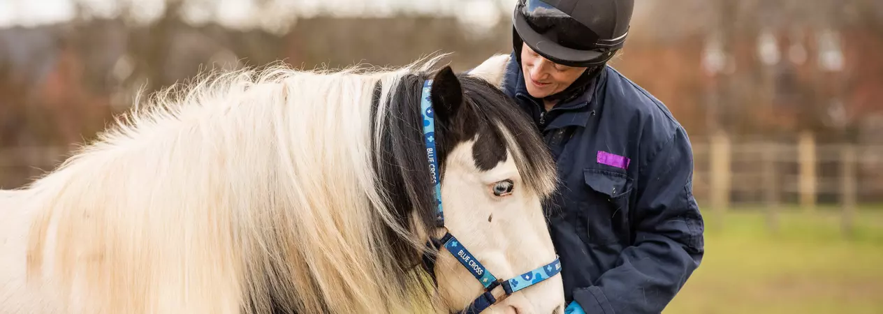 A piebald pony is handled by a Blue Cross groom. The pony is wearing a Blue Cross head collar.