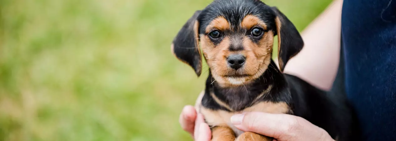 A black and tan dachshund puppy is held in the hands of a Blue Cross staff member. The puppy looks at the camera.