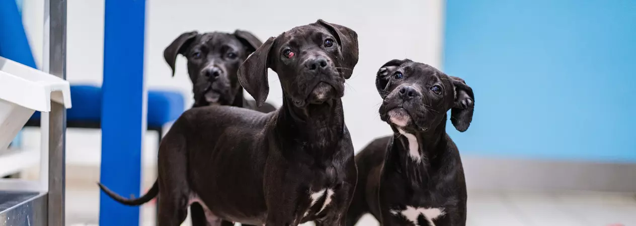 Three black and white cane corso puppies stand together on tiled floor surrounded by shredded paper