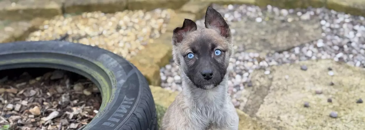 Malinois cross puppy sat next to two tyres outside with bright blue eyes looking into the camera and one ear slightly less erect than the other